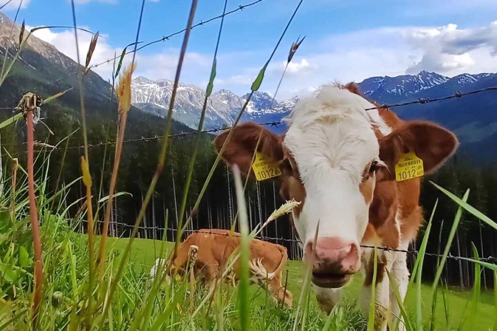 Der ideale Ausgangspunkt für Wanderungen in Kleinarl